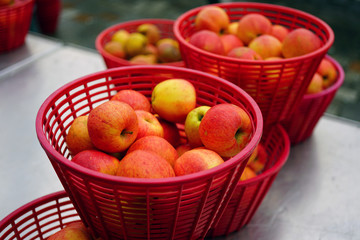 Red baskets of fresh heirloom apples at a French farmers market