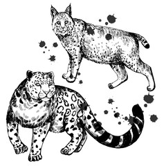 Hand drawn sketch style lynx and snow leopard. Vector illustration isolated on white background.