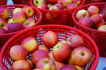 Red baskets of fresh heirloom apples at a French farmers market