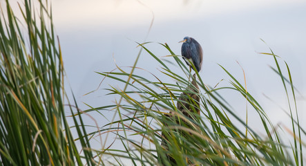 Louisiana heron is looking at you 