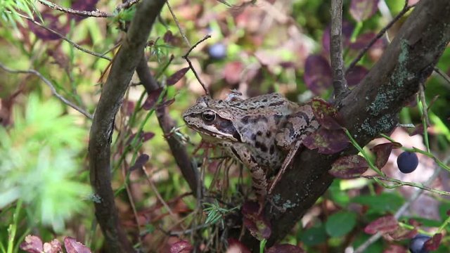 Forest frog in native habitat
