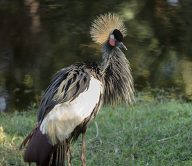 black crowned crane in the wetlands