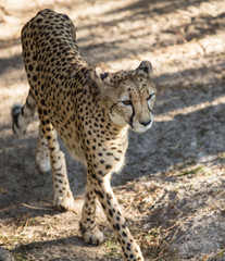 cheetah on the prowl at sunset