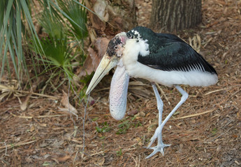 marabou stork building nest