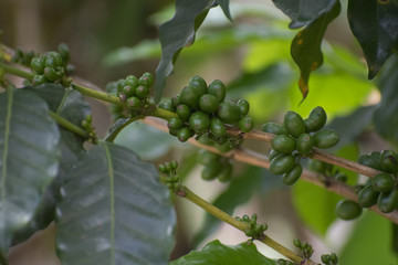 Tanzanian coffee