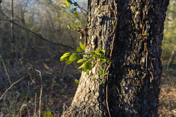 Молодая зелёная ветка на стволе старого дерева в солнечный зимний день в городском парке в Далласа, штат Техас