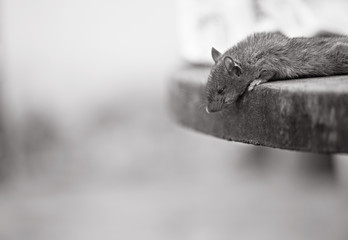 La cornisa © Luciano