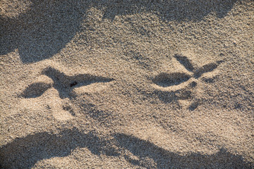 Sandy beach detail foam abstract shapes
