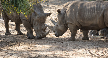 male and female rhino touching horns