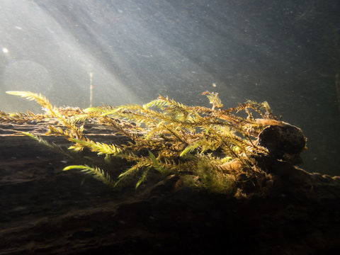 Fontinalis antipyretica aquatic moss with sunbeams in river