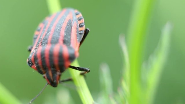 Graphosoma lineatum, striped shield bug on the grass, selective focus with shallow depth of field. 
