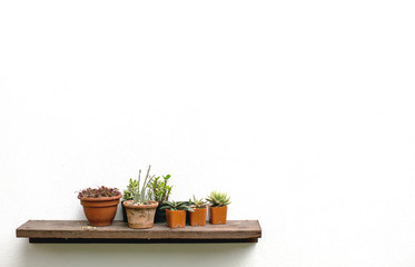 Flower on shelves on white wall background with free copy space for your creativity ideas text.