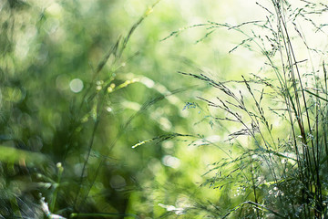  beautiful fresh tender grass in soft sunlight, soft focus, blurred background