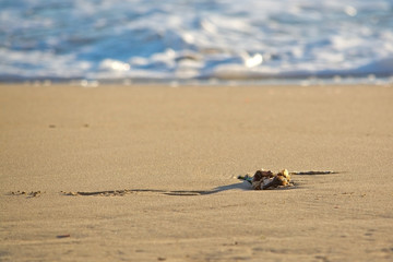 Sandy beach detail foam abstract shapes