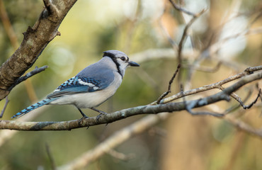 blue jay perched at sunset