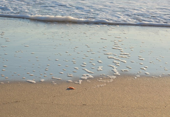 Sandy beach detail foam abstract shapes