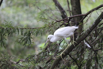 Snowy Egret / Florida Wildlife