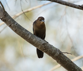 black whiskered vireo is perched and looking at you