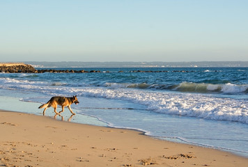 German Shepherd dog plays on the beach