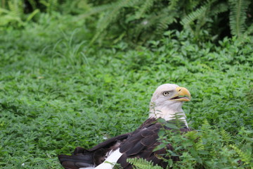 Eagle in a Field 