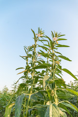 Sesame on tree in plant