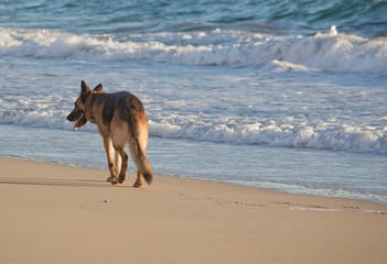 Fototapeta na wymiar German Shepherd dog plays on the beach