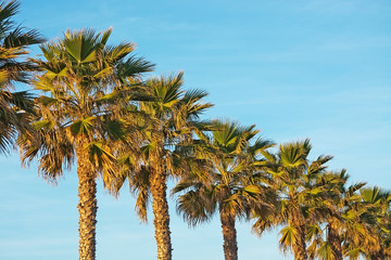 Palm trees in a row