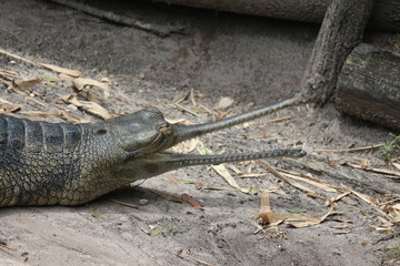 Portrait of a Gharial 
