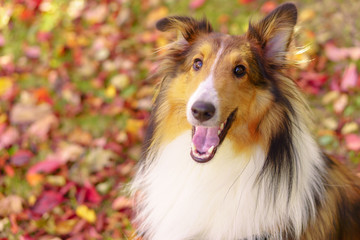 Laughing Sheltie dog