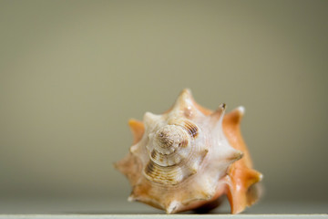 Single seashell big and isolated