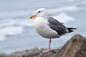 Fototapeta na wymiar Seagull One Leg 02