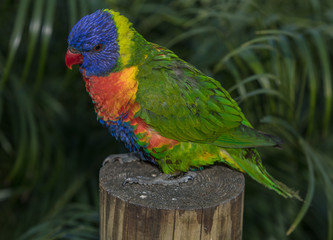 rainbow lorikeet perched on post