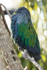 nicobar pigeon perched at sunset