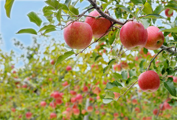 津軽の新鮮なりんごは収穫目前