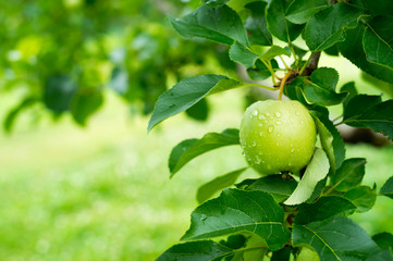 津軽の新鮮なりんご