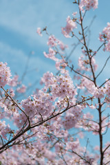 桜と春空
