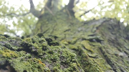 Mossy tree