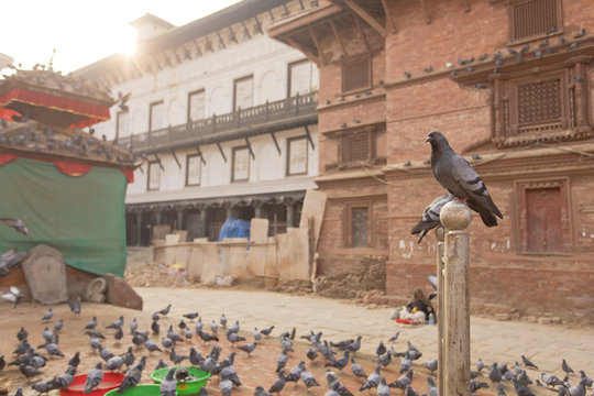Pigeon in Durbar Square Kathmandu Nepal 