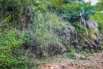landscape and jungle from Karnataka in southern India 