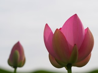 大賀ハスのつぼみ