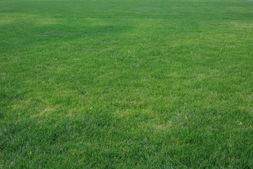 Green lawn background - 187075692