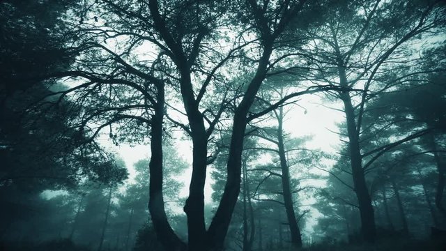 Passing by forest tall bare tree silhouettes In mist and fog.Side window car view of tall mountain forest pine trees at winter,engulfed in rain and fog creating a surreal and scary atmosphere.