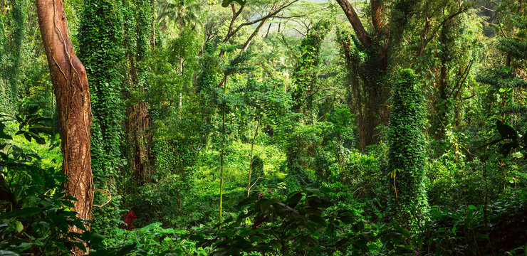 Fototapeta Tropikalna dżungla