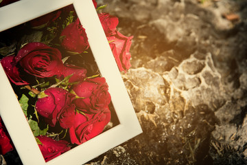 roses in white frame on stone. background of valentine day concept and love concept.