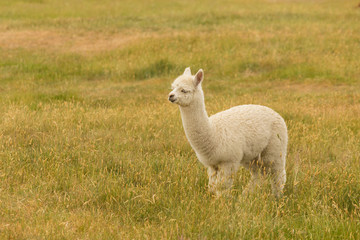 Fototapeta premium Fram animal white baby alpaca on green glass