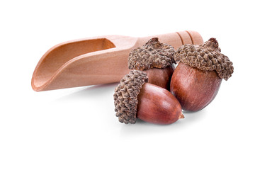 acorns on a white background ,close up