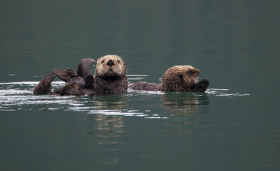 Sea Otters in Alaska