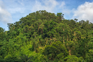 Mountain with jungle trees aerial picture at sunset, Philippines