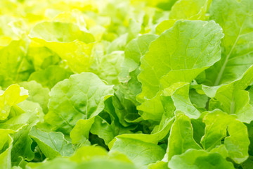 Chinese cabbage green vegetable growing in a garden