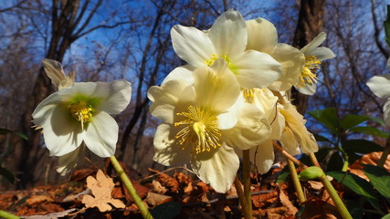 Black hellebore or Christmas rose, original name is Helleborus niger, is an evergreen perennial flowering plant